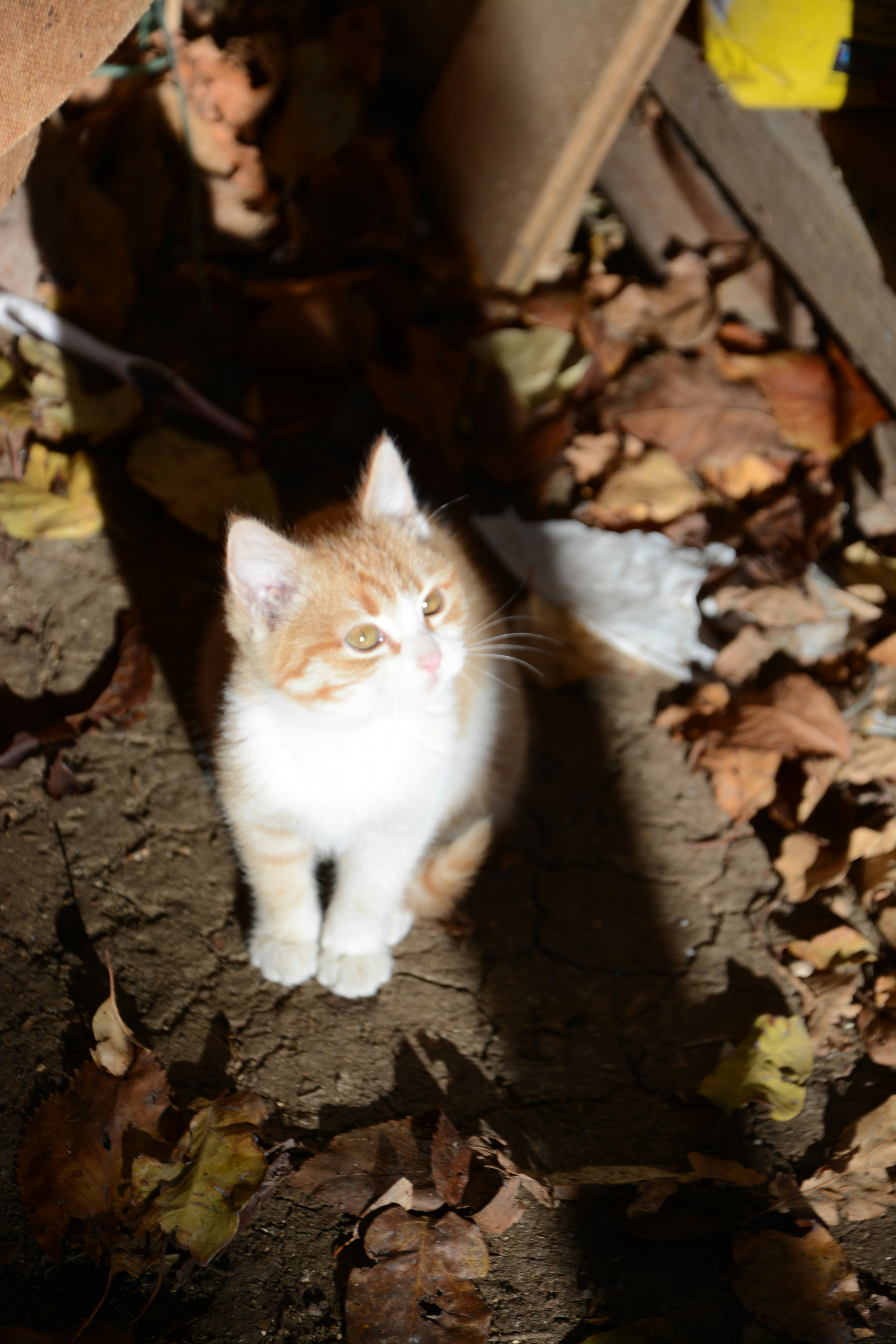 Photo by ekotavkhelidze