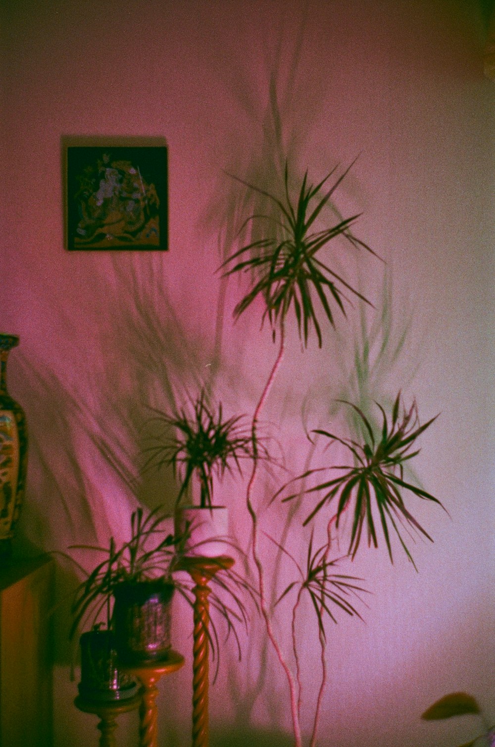 흰 벽 근처의 녹색 야자 식물