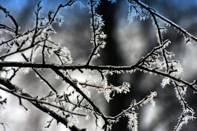 leafless tree under blue sky frosty zoom background