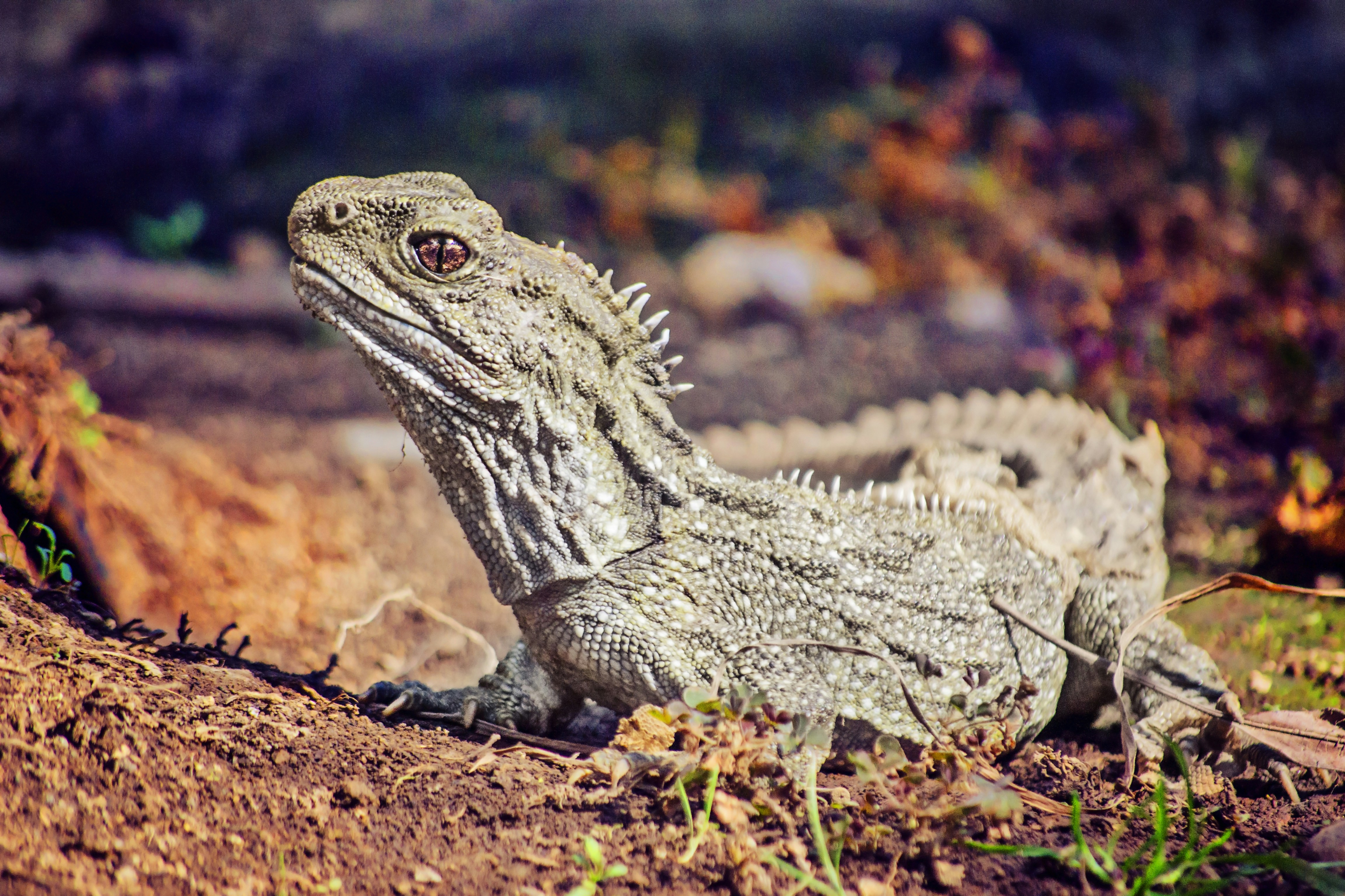 Tuataras: The Lizard That Isn't a Lizard (image credits: unsplash)