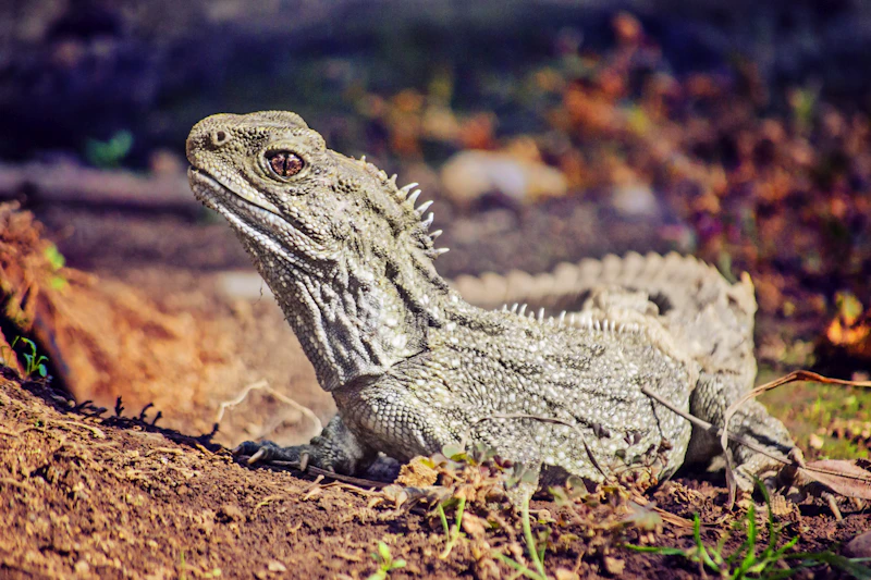 Tuatara (Sphenodon punctatus)