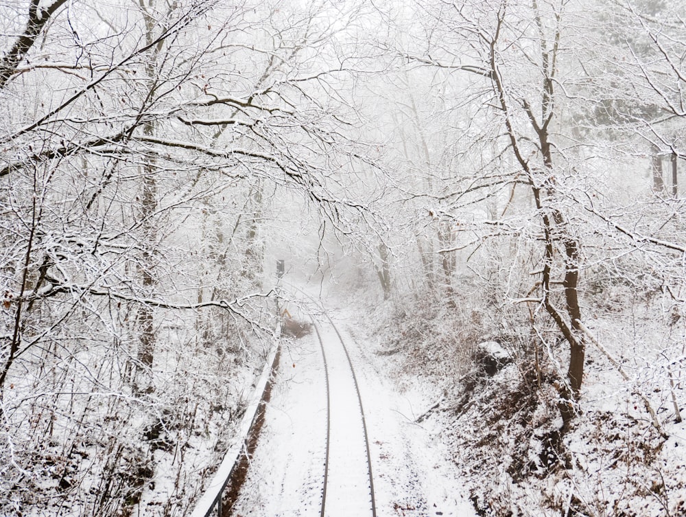 snow covered road between trees during daytime