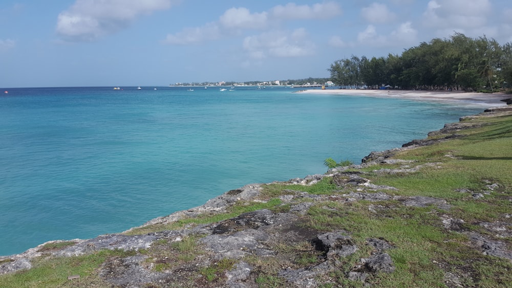 green grass on rocky shore during daytime