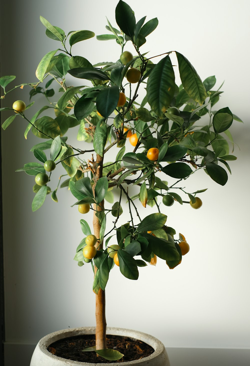 green and yellow fruit on tree