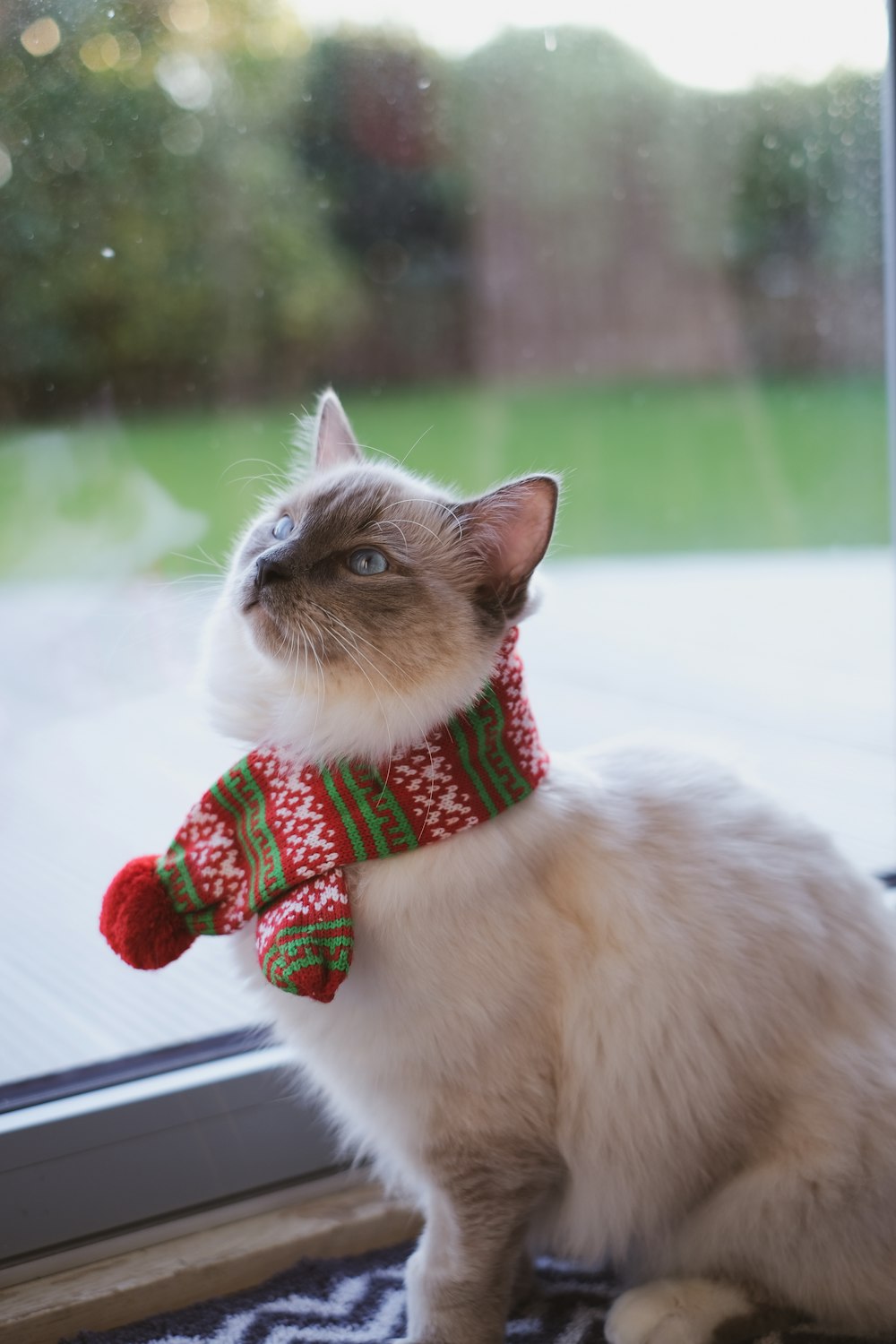 white and brown cat wearing red scarf