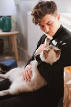A volunteer gently holding a rescued cat in a cozy room filled with cat toys.
