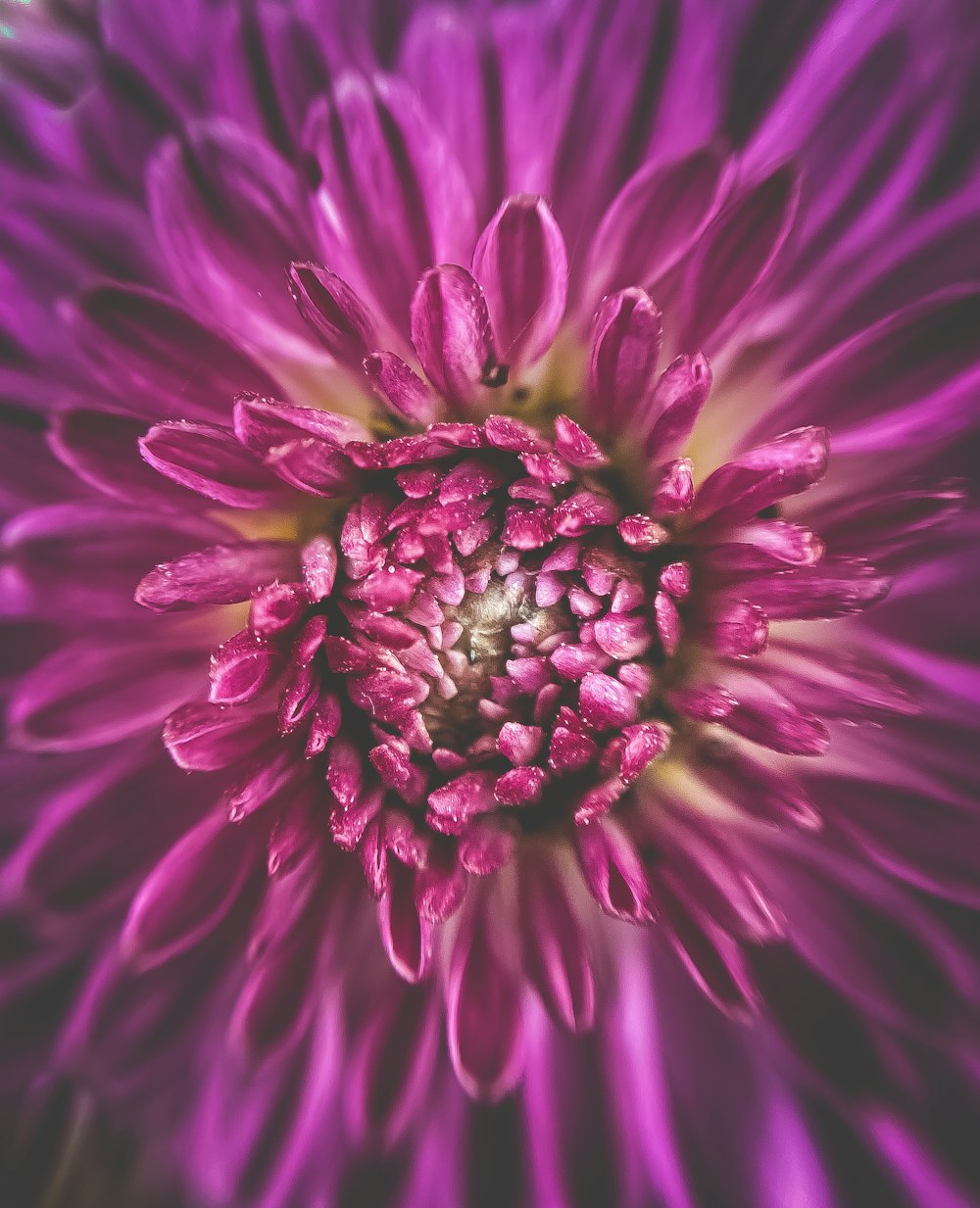 purple flower in macro shot