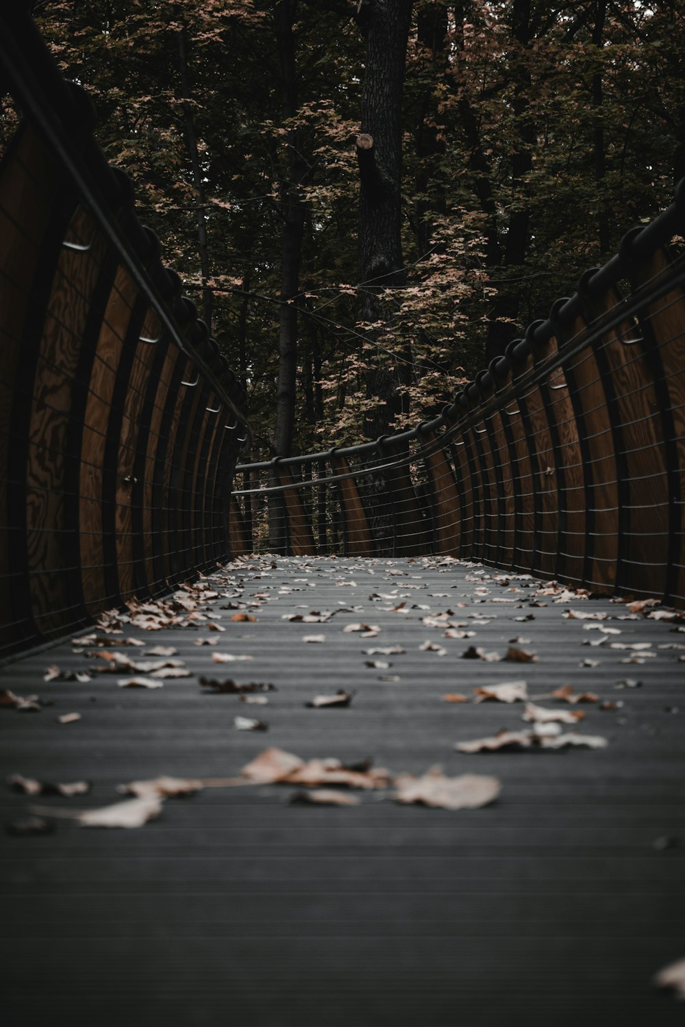 brown wooden bridge with white leaves on the ground