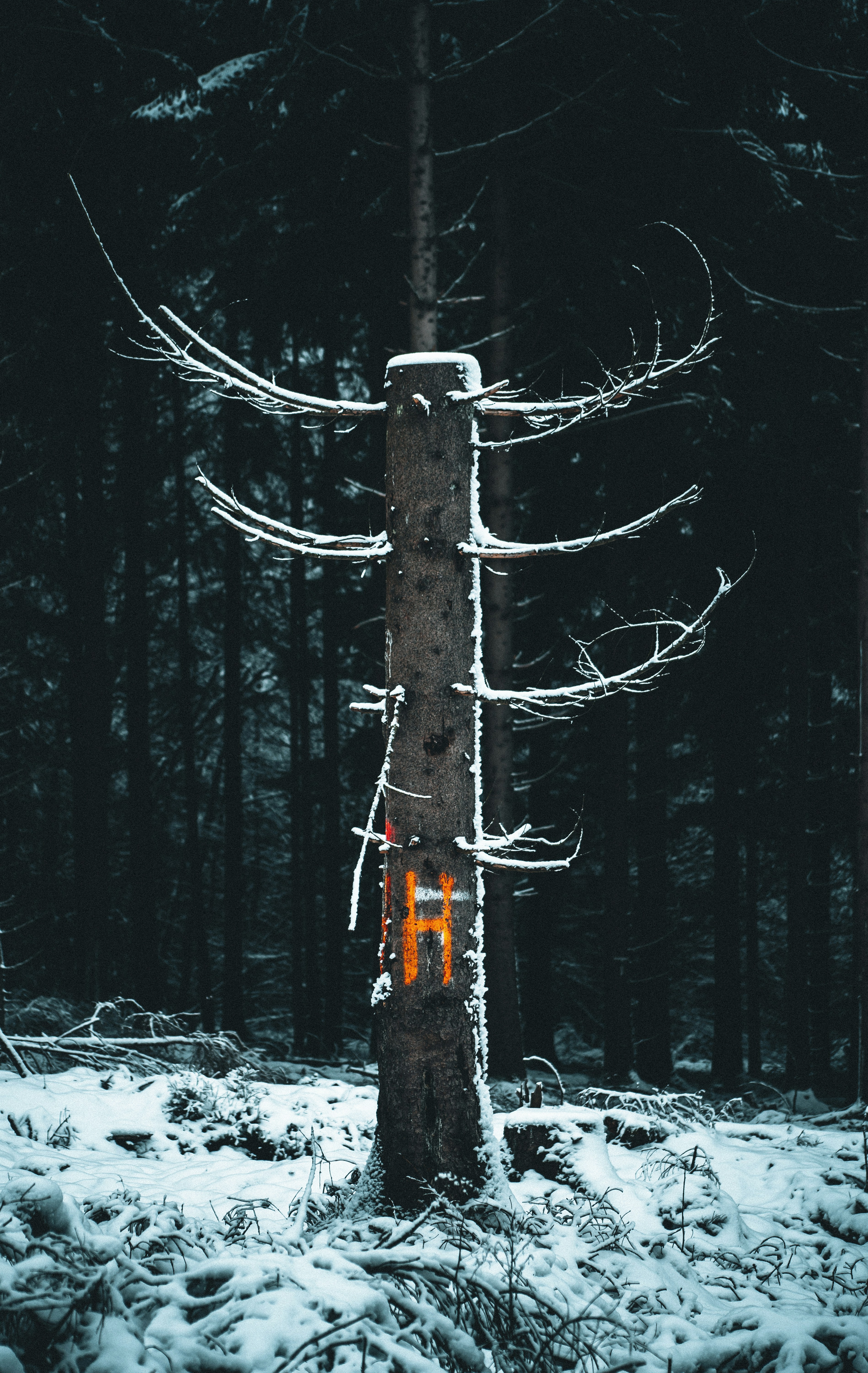 brown tree trunk covered with snow