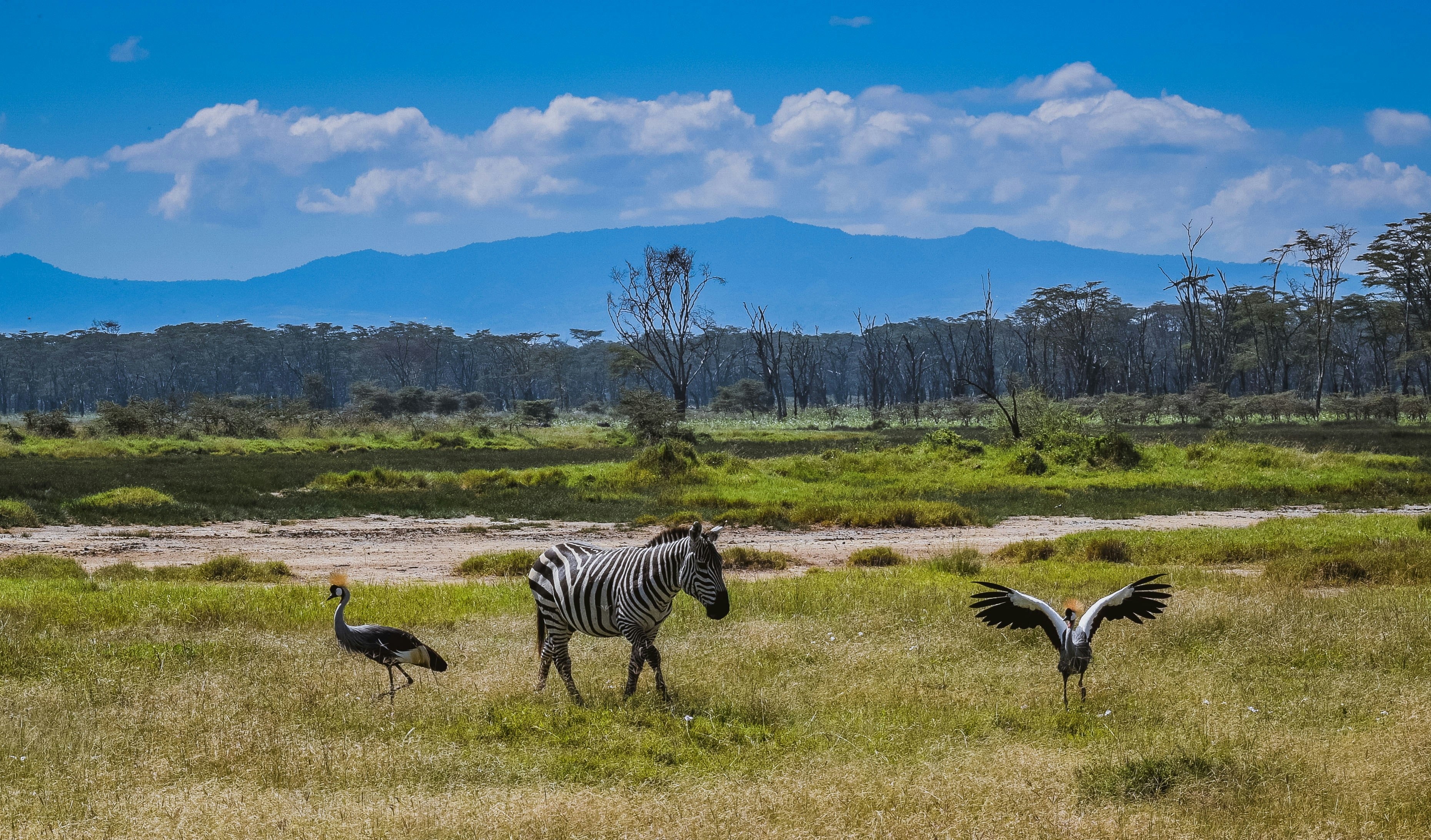Serengeti Safari