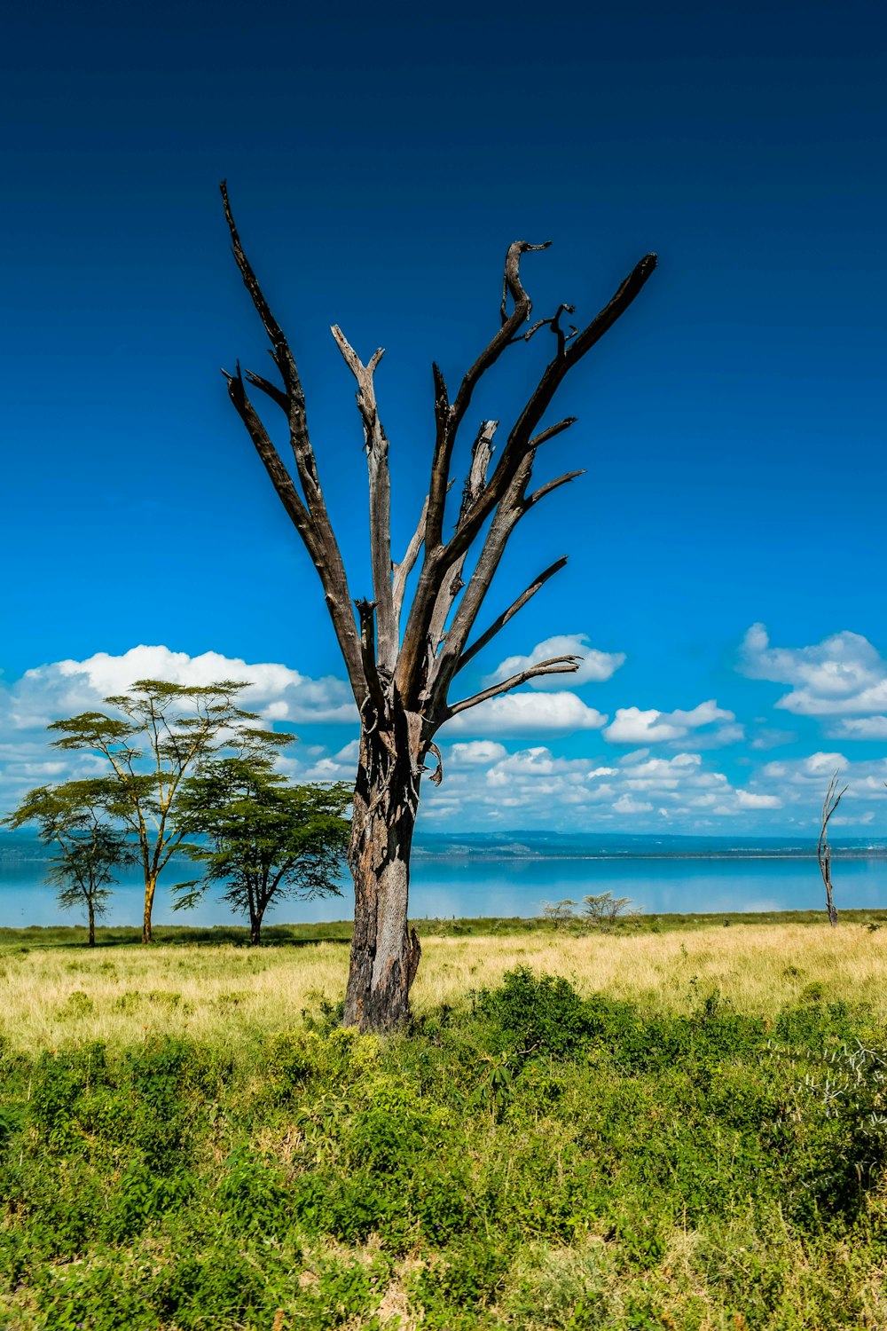 green grass field with brown tree under blue sky during daytime