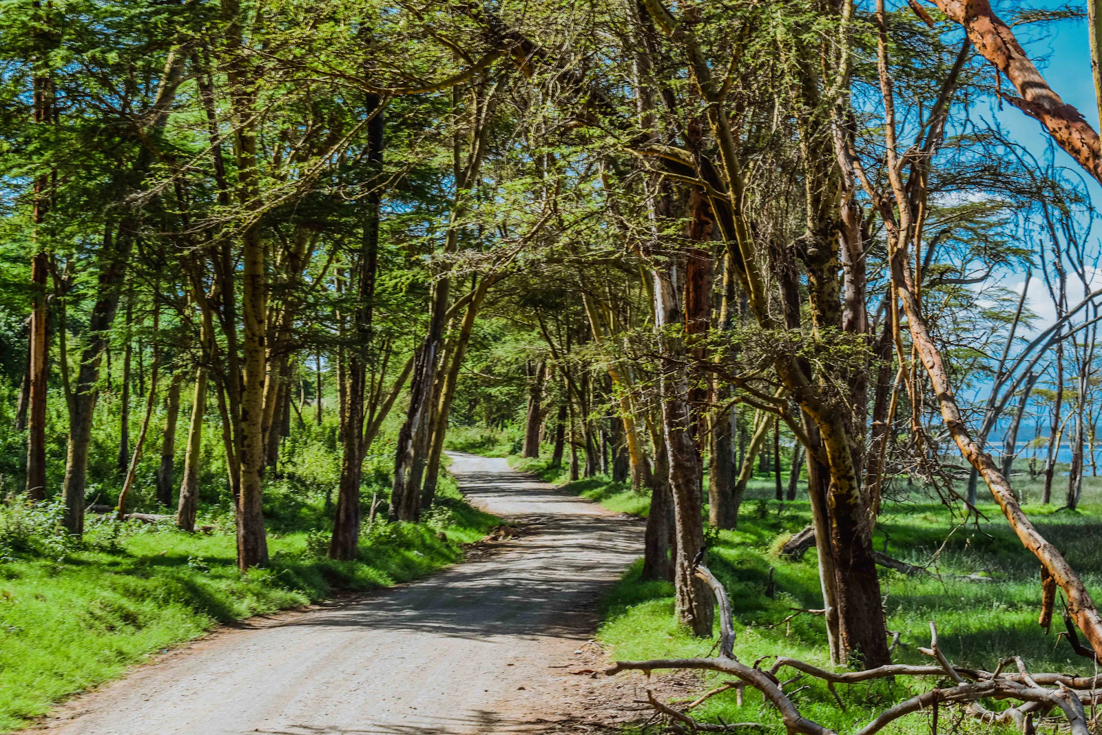 A forest road in the Lake Nakuru area