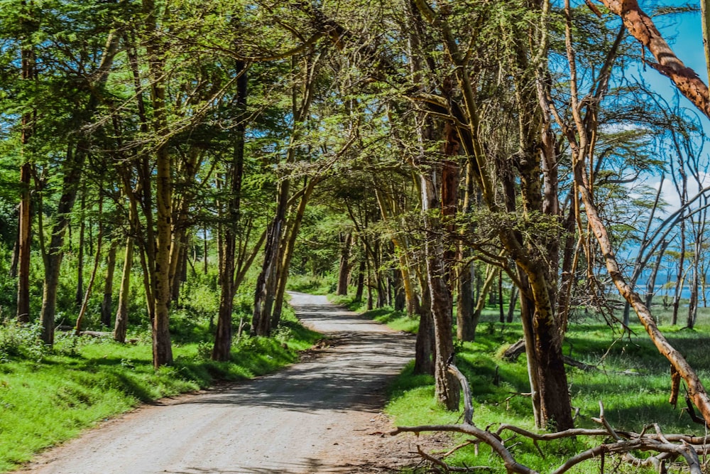 Camino de hormigón gris entre árboles verdes durante el día