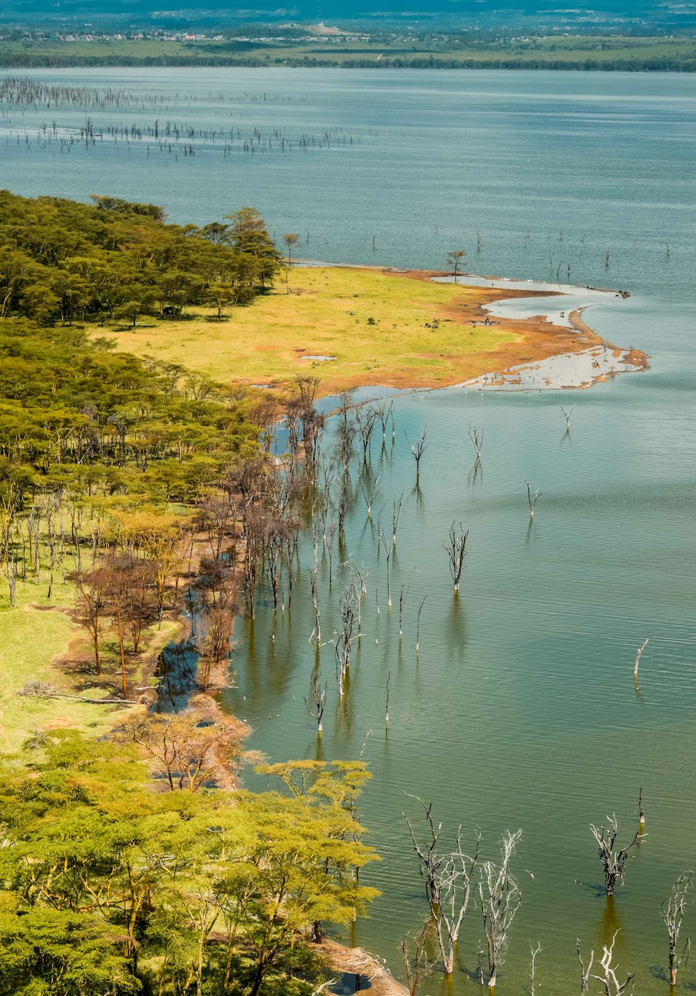 Vista aérea de un campo de hierba verde y marrón junto al cuerpo de agua durante el día