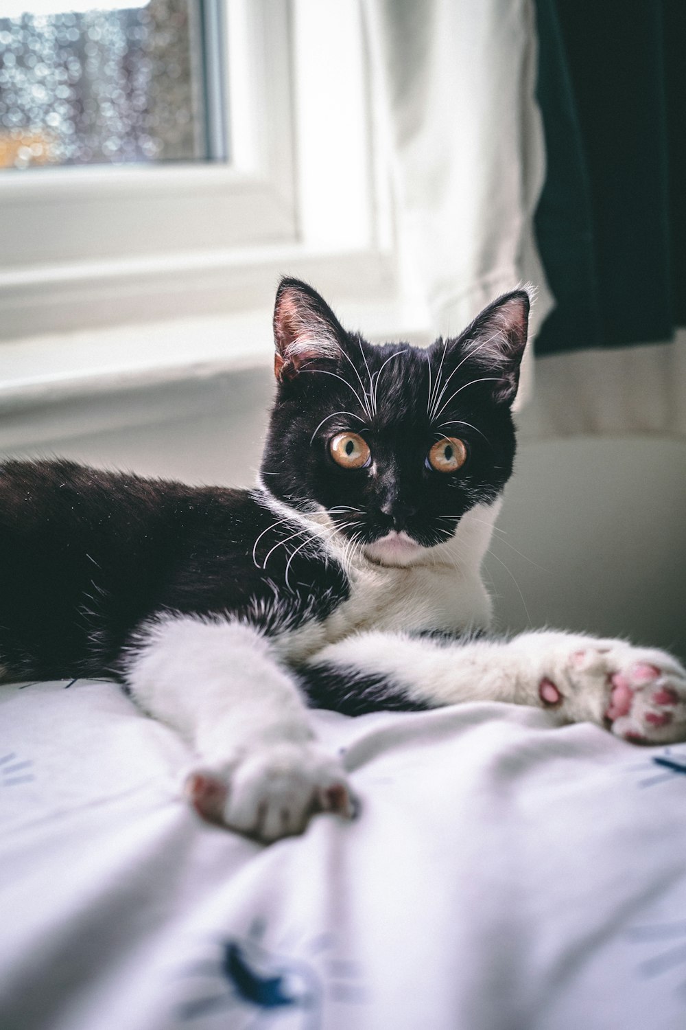 tuxedo cat lying on bed