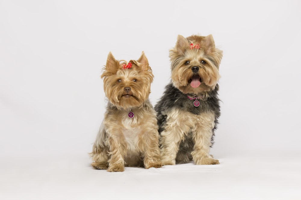 black and brown yorkshire terrier