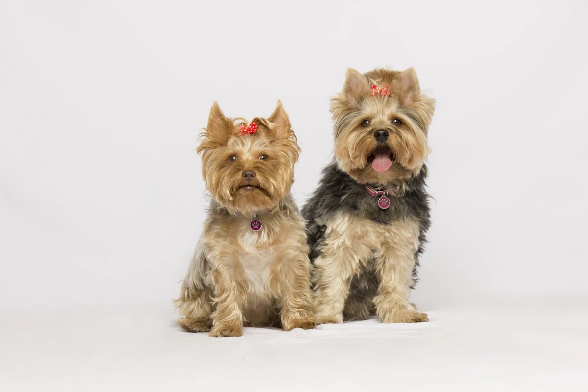 Diana — Yorkshire Terrier