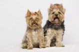 Two small dogs with fluffy coats are adorned with red bows on their heads. Both dogs have name tags hanging from their collars. They are sitting against a plain white background, looking towards the camera with a happy expression.