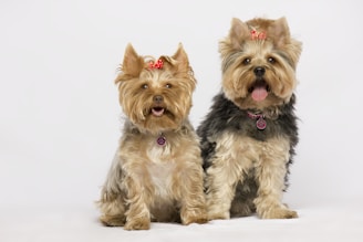 Two small dogs with fluffy coats are adorned with red bows on their heads. Both dogs have name tags hanging from their collars. They are sitting against a plain white background, looking towards the camera with a happy expression.