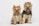 Two small dogs with fluffy coats are adorned with red bows on their heads. Both dogs have name tags hanging from their collars. They are sitting against a plain white background, looking towards the camera with a happy expression.
