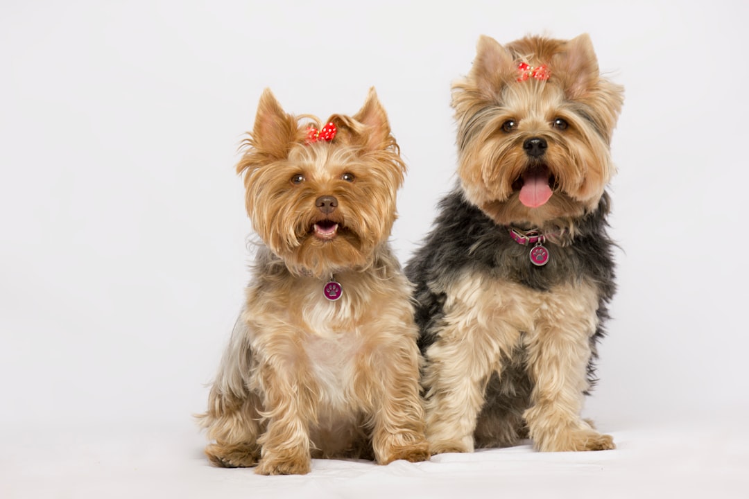 A Complete Guide to Yorkshire Terriers