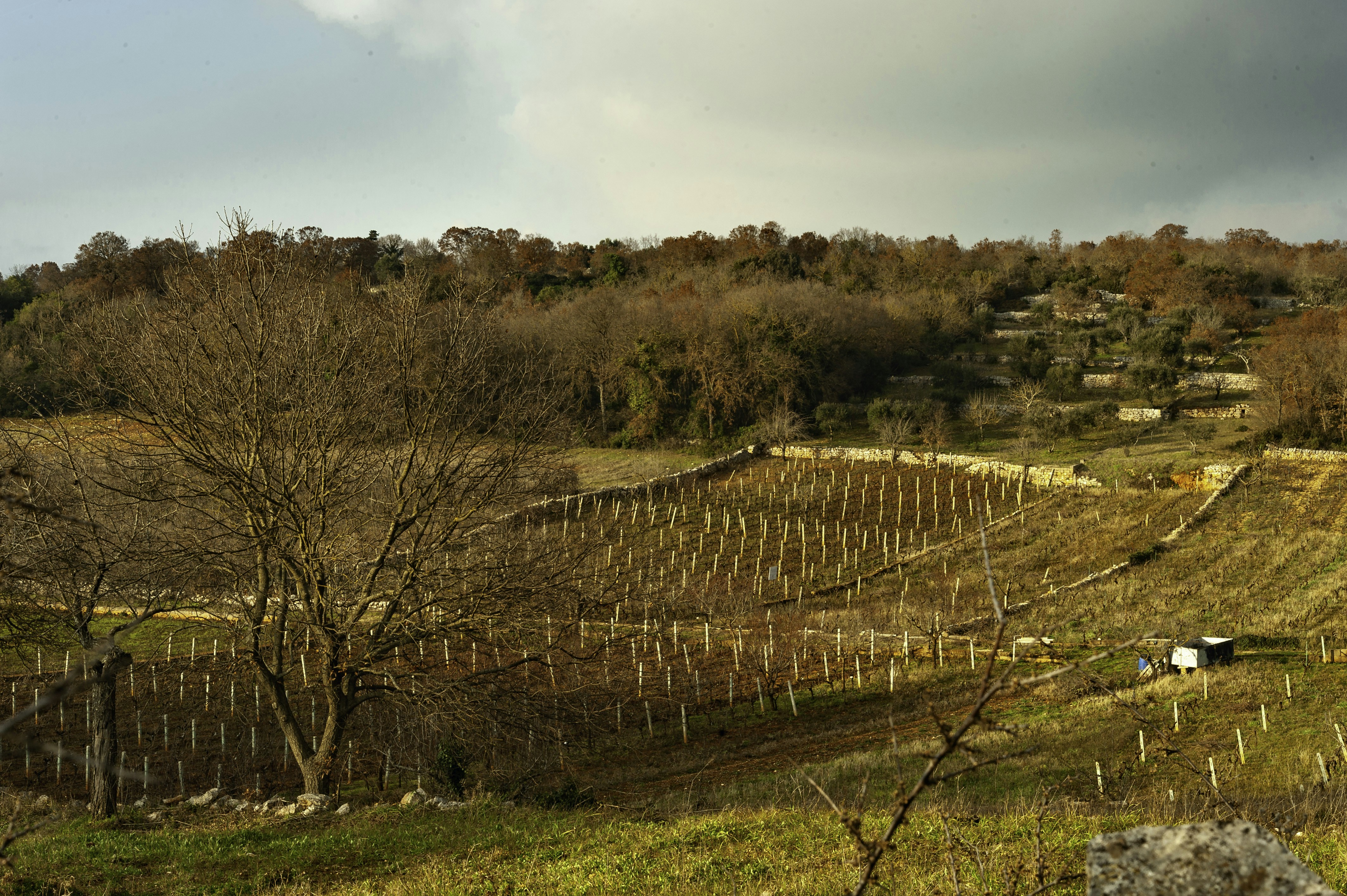 brown wooden fence on green grass field during daytime