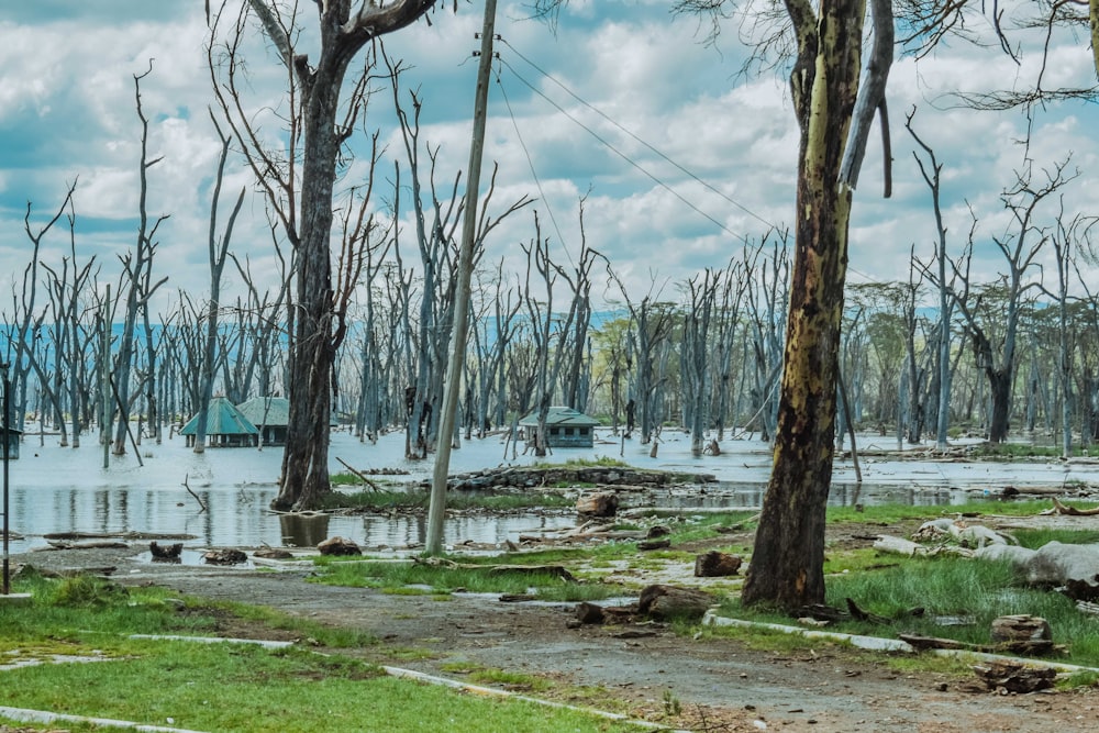 green grass field near body of water during daytime