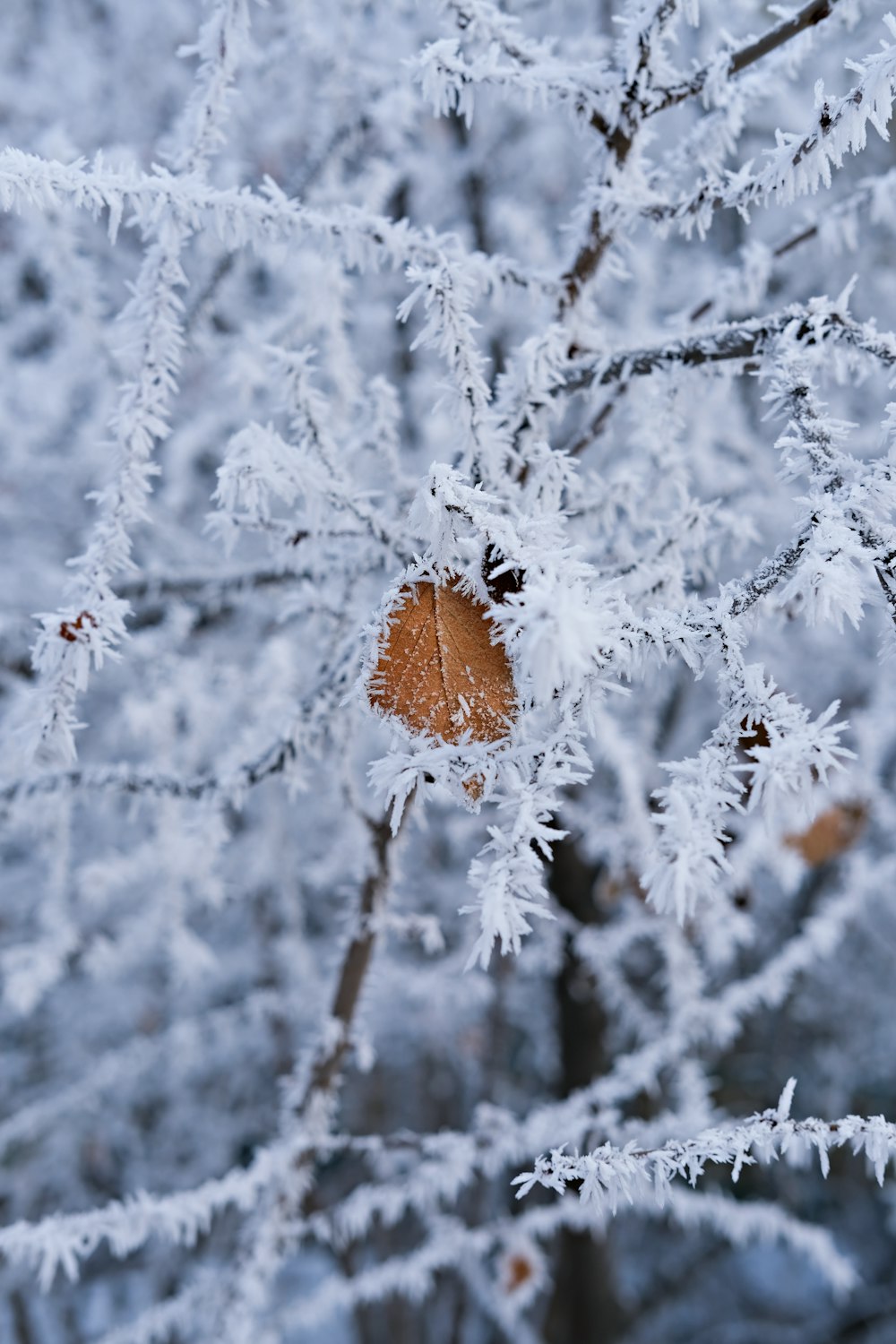 orange and black butterfly on white snow covered tree during daytime