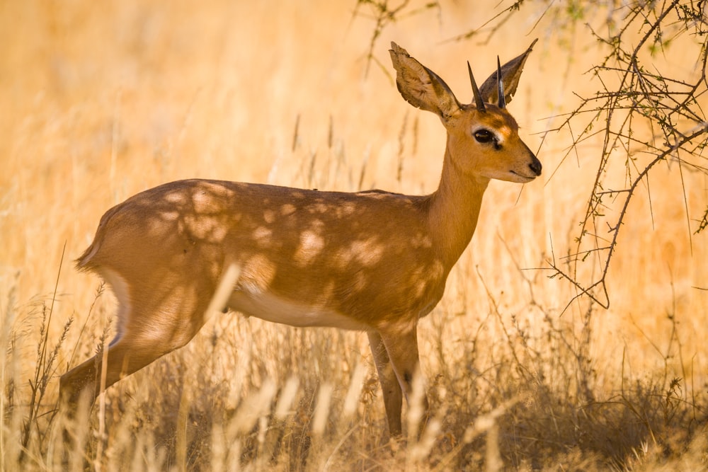 brown deer on brown grass field during daytime