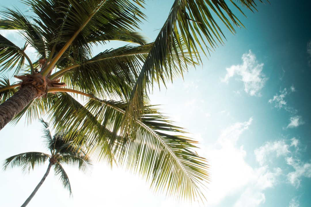 green palm tree under blue sky and white clouds during daytime, Palm tree<p></figure>