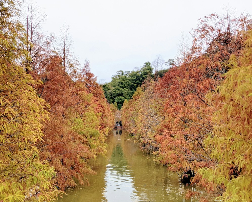 苗栗三灣的落羽松夾著水道轉成黃、橘、紅三色