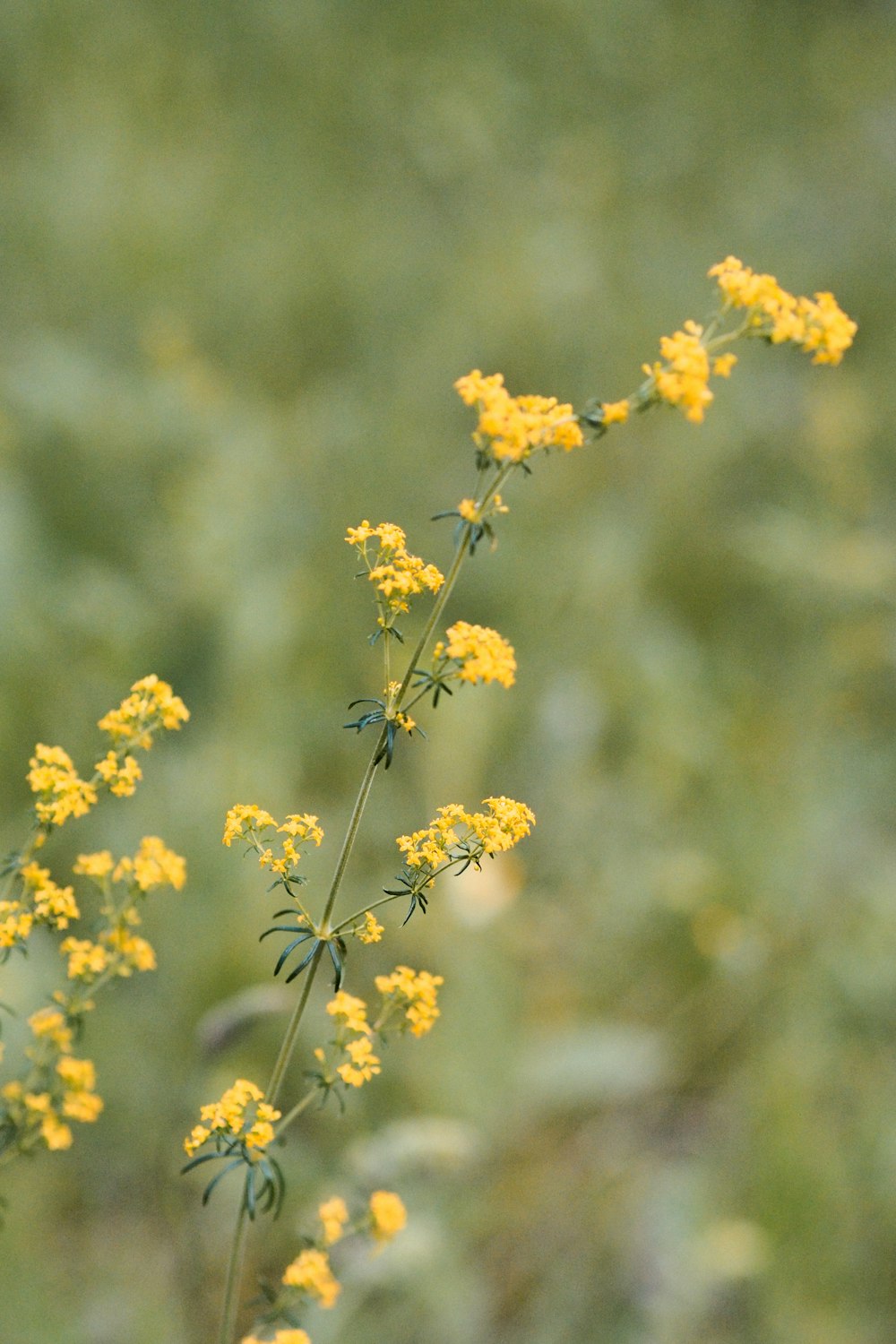 yellow flowers in tilt shift lens