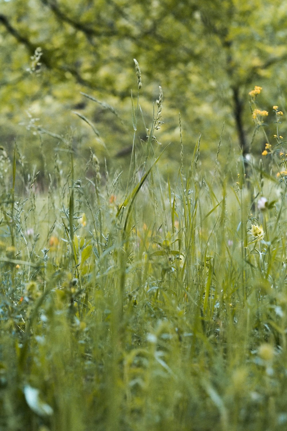 white and yellow flowers during daytime