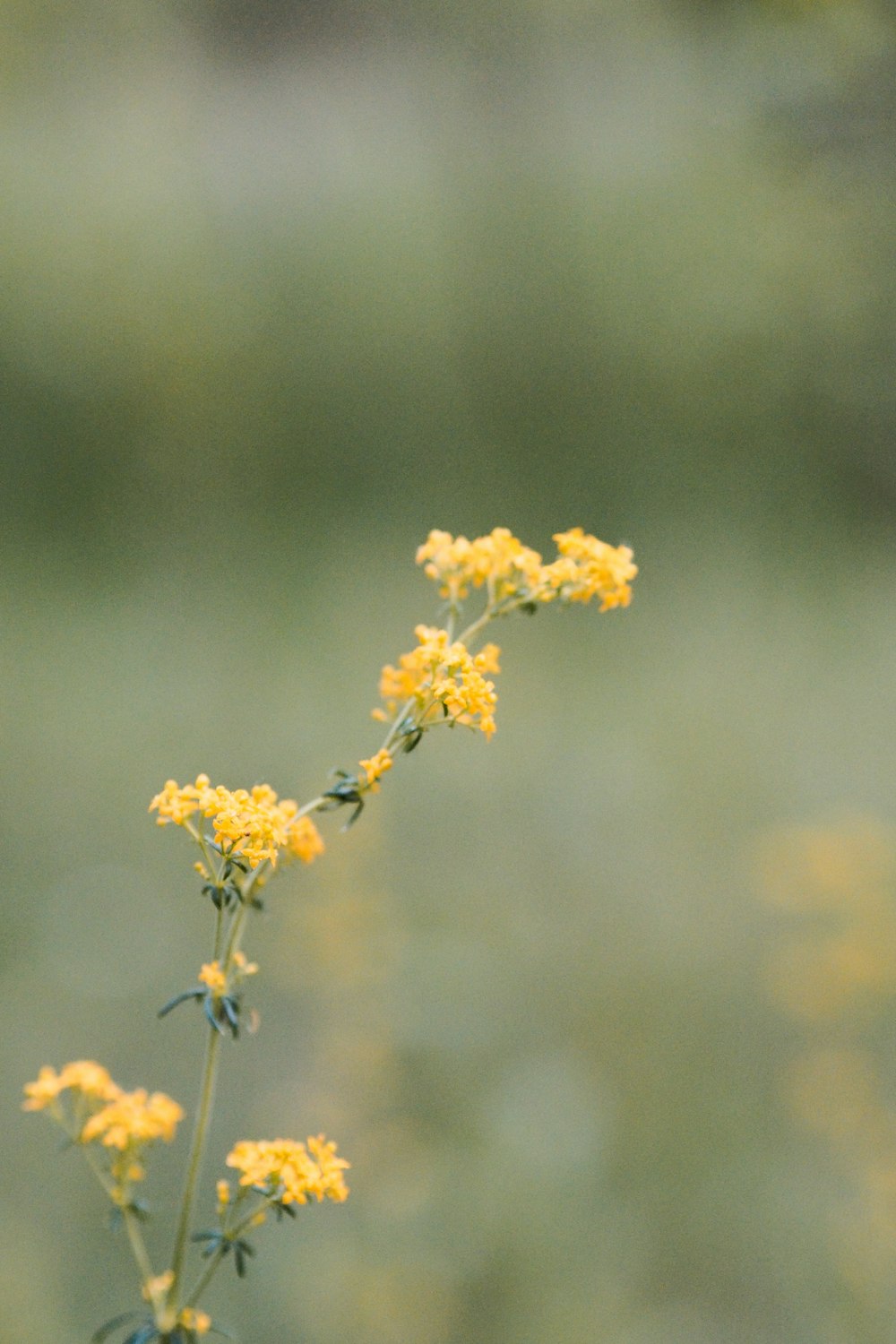 yellow flower in tilt shift lens