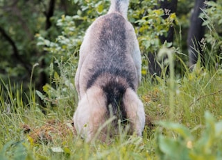 brown short coated dog on green grass during daytime