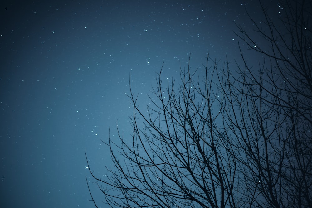 bare tree under blue sky during night time