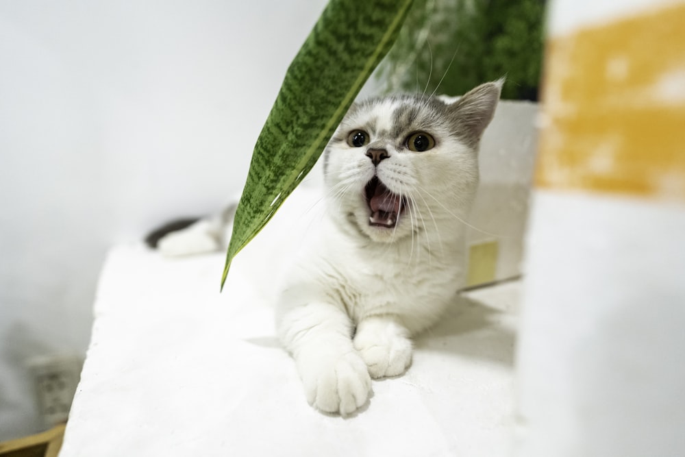 white and gray cat with green scarf