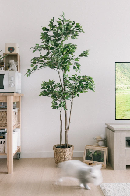 green plant on brown pot