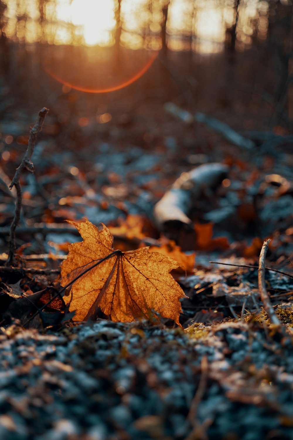地面の茶色の乾燥した葉