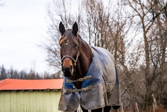 A brown horse wearing a blue and gray winter blanket stands in front of a backdrop of bare trees and a red-roofed wooden structure.