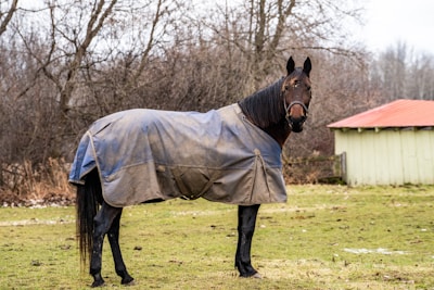A horse stands in a grassy area wearing a protective blanket. In the background, leafless trees and a small building with a red roof are visible. The scene appears to be a chilly, overcast day.