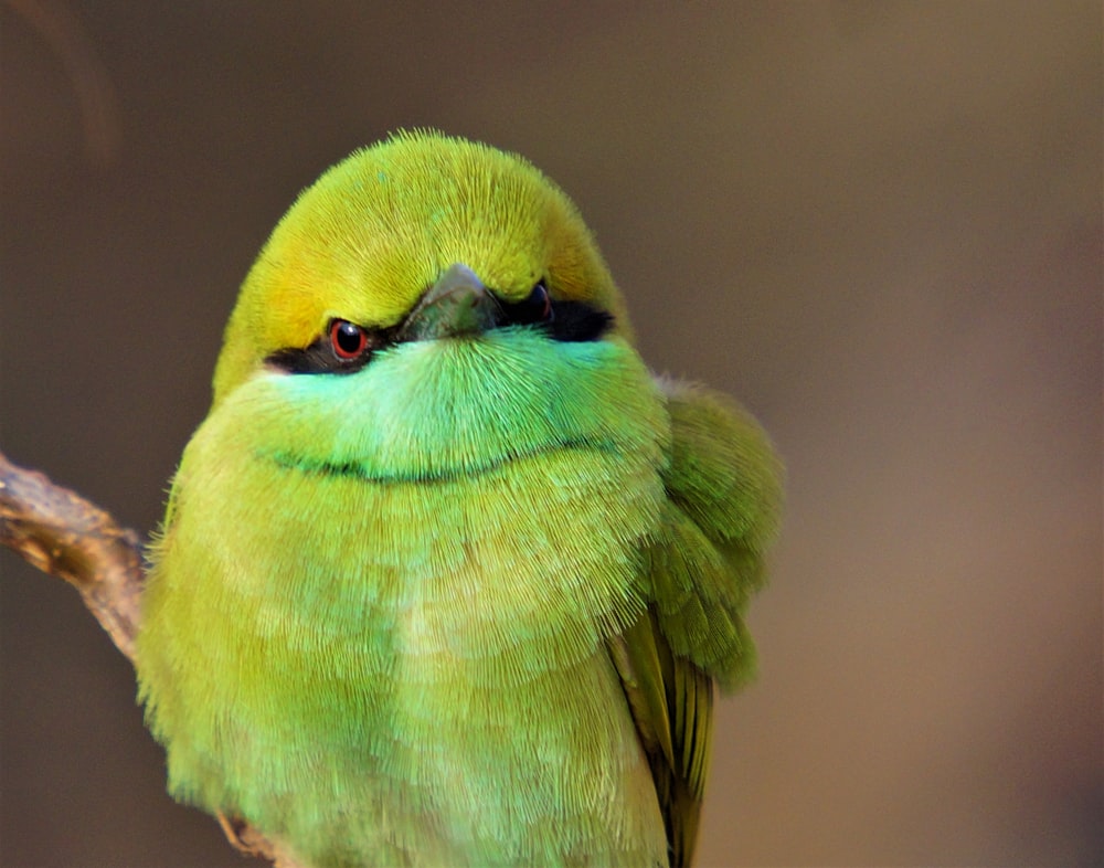 green and pink bird in close up photography