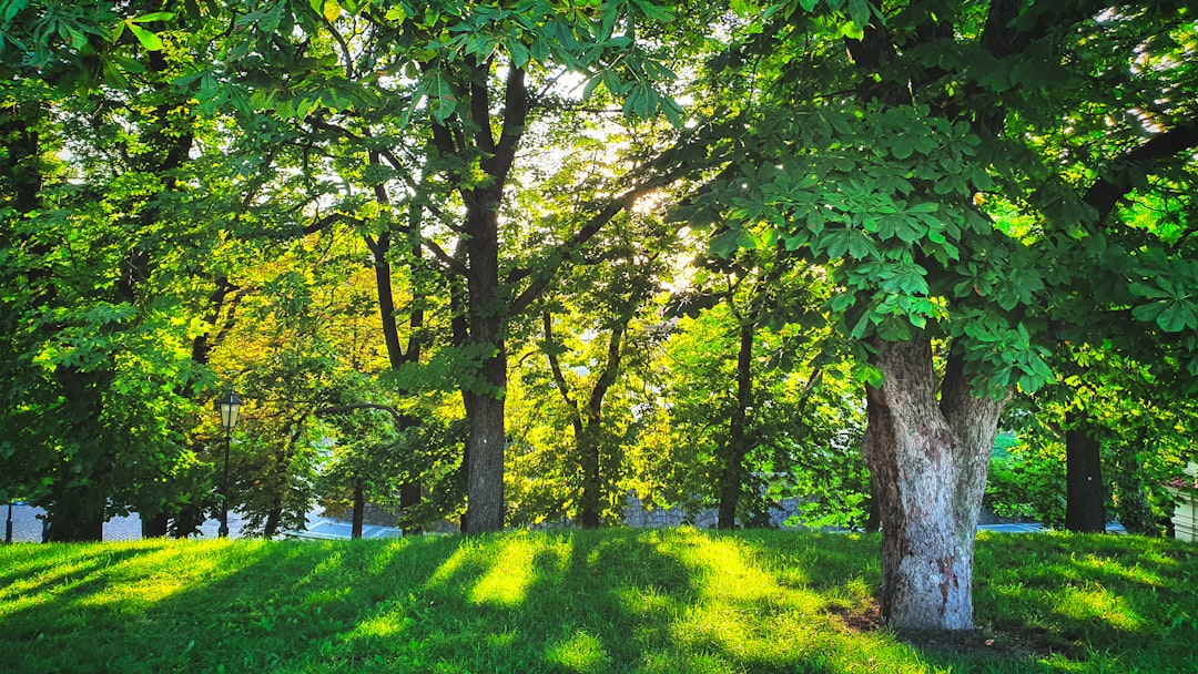 green grass field with trees