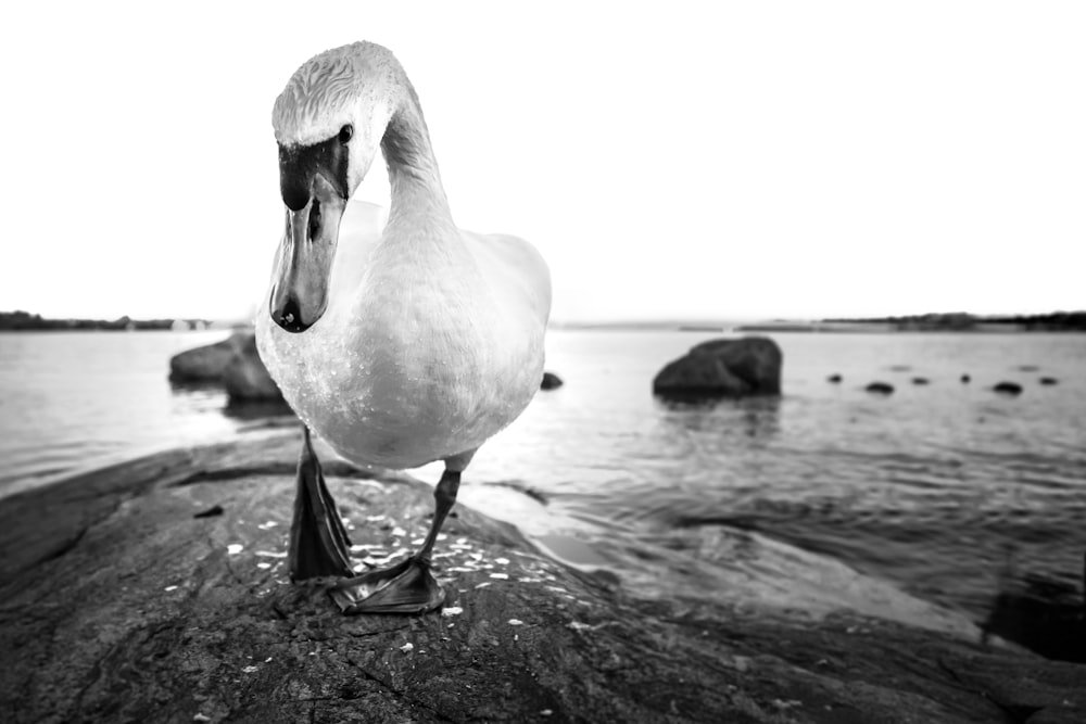 a black and white photo of a swan standing on a rock
