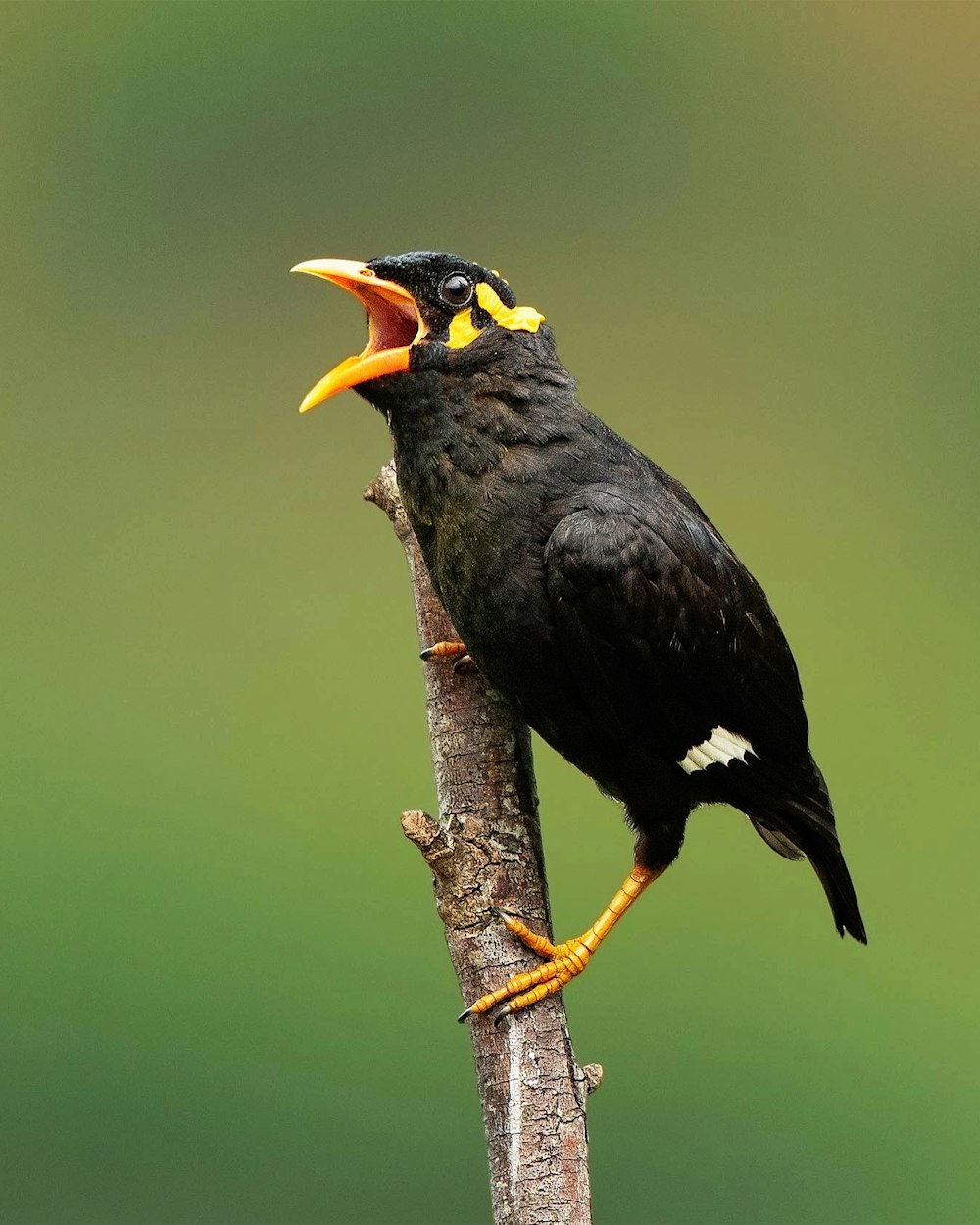 茶色の木の枝に黒と黄色の鳥