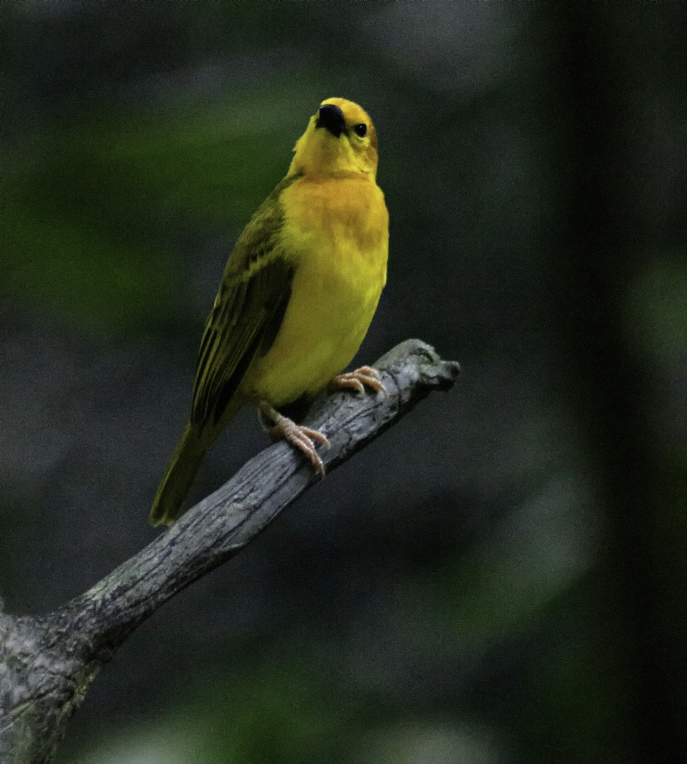 gelber und grüner Vogel am braunen Ast