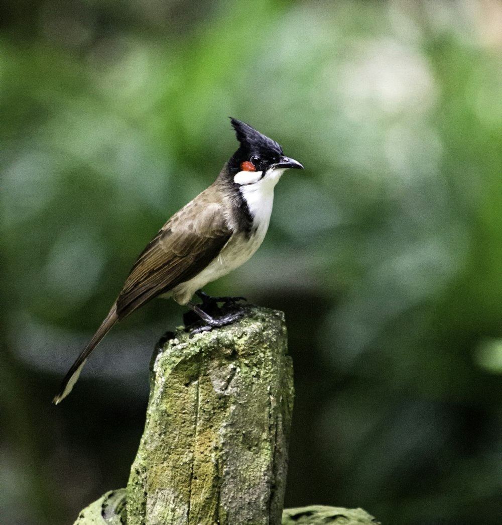 black and white bird on brown tree branch