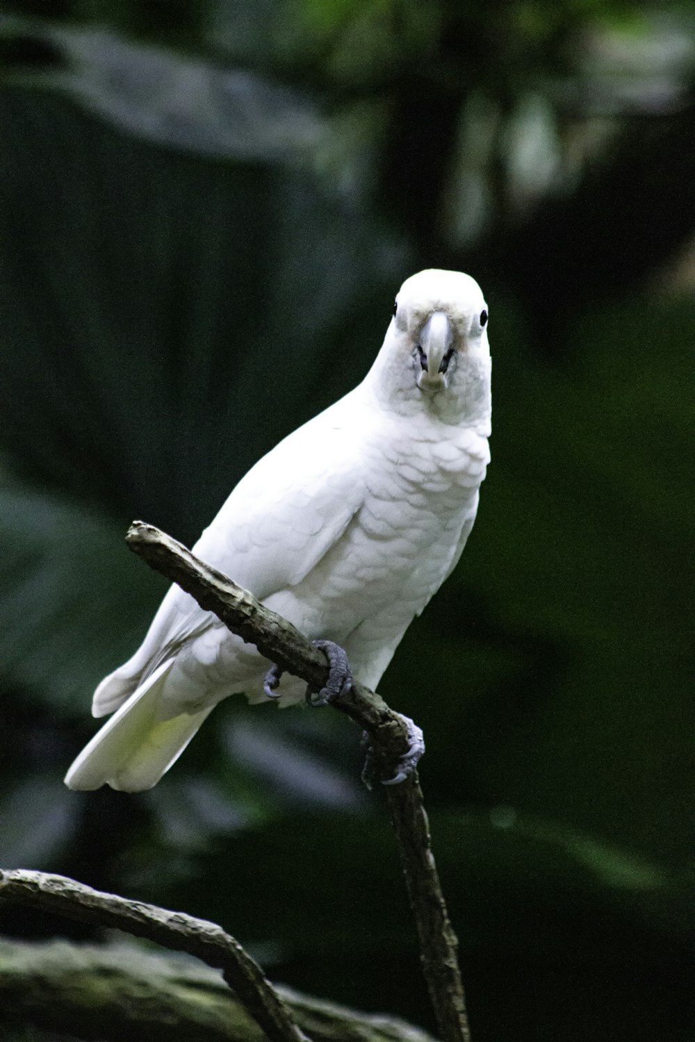 weißer Vogel sitzt auf braunem Ast