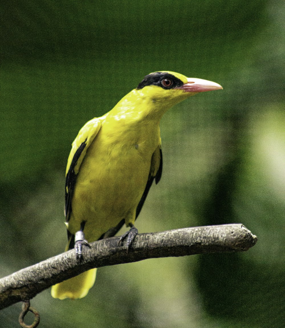 pájaro amarillo y negro en la rama marrón del árbol