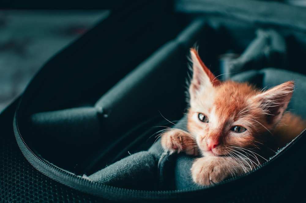 Chat tigré orange sur siège auto en cuir noir photo – Photo Chaton